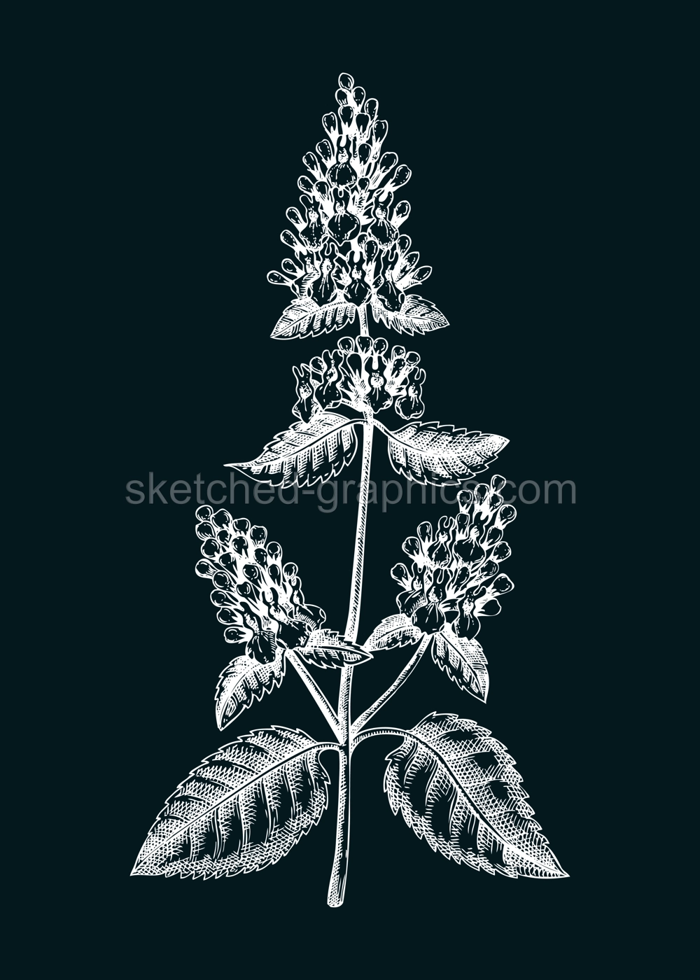 Catnip sketch. Apothecary plant drawing. Herbal remedies, medicinal plant, natural medicine hand-drawn vector illustration. NOT AI genereted Illustration